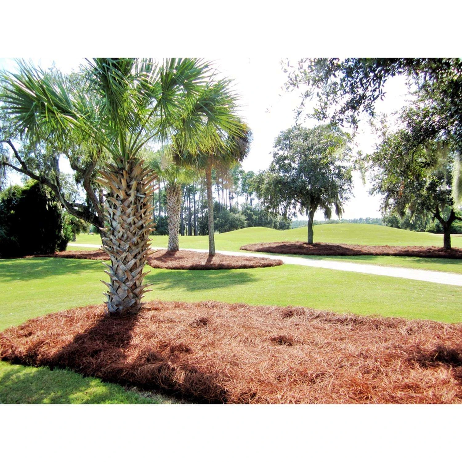 CleanStraw Natural Pine Needles Mulch 2.3 Cu Ft - Image 2