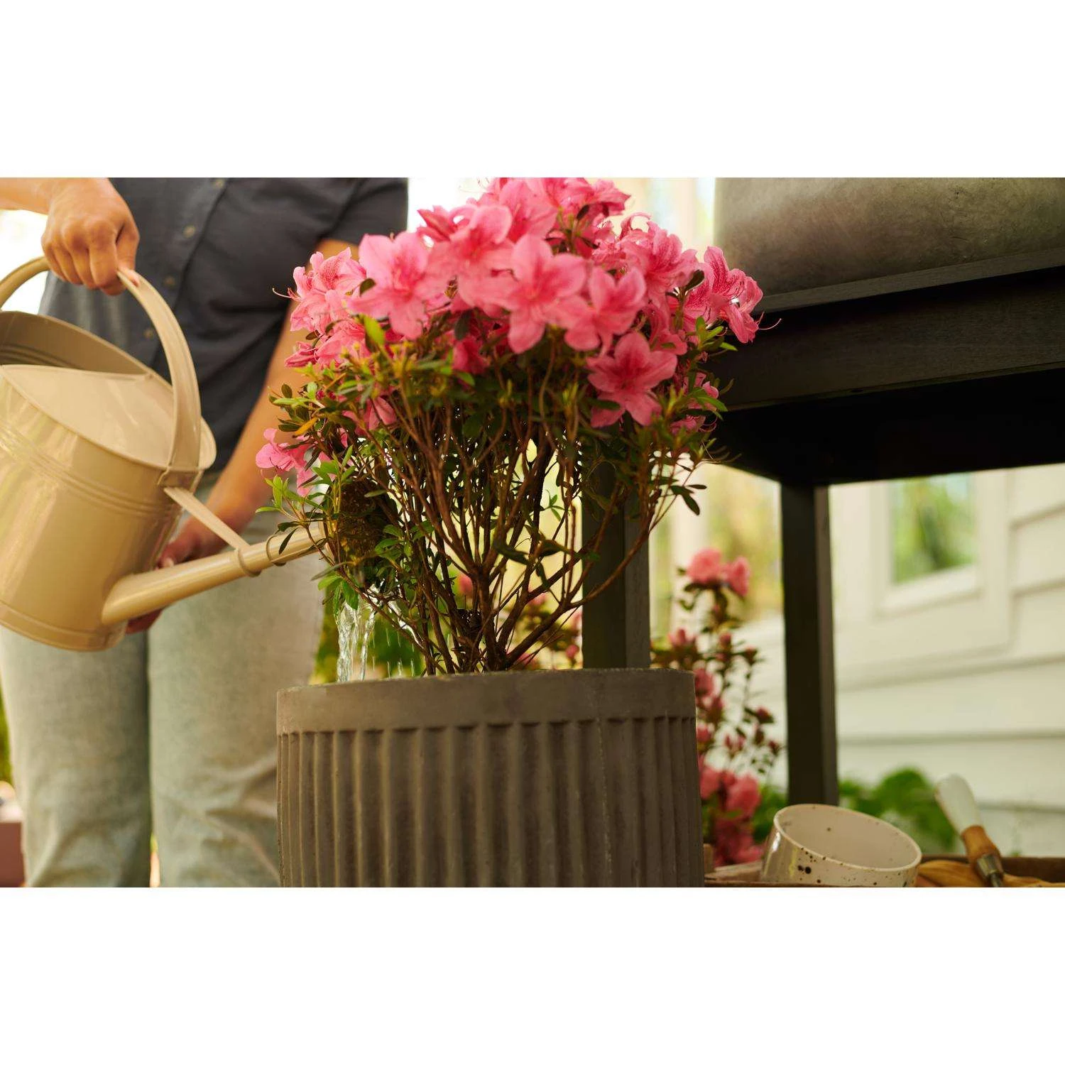 Miracle-Gro Powder Acid-Loving Plants Of Azalea, Camellia, Rhododendron Plant Food 5 Lb - Image 8