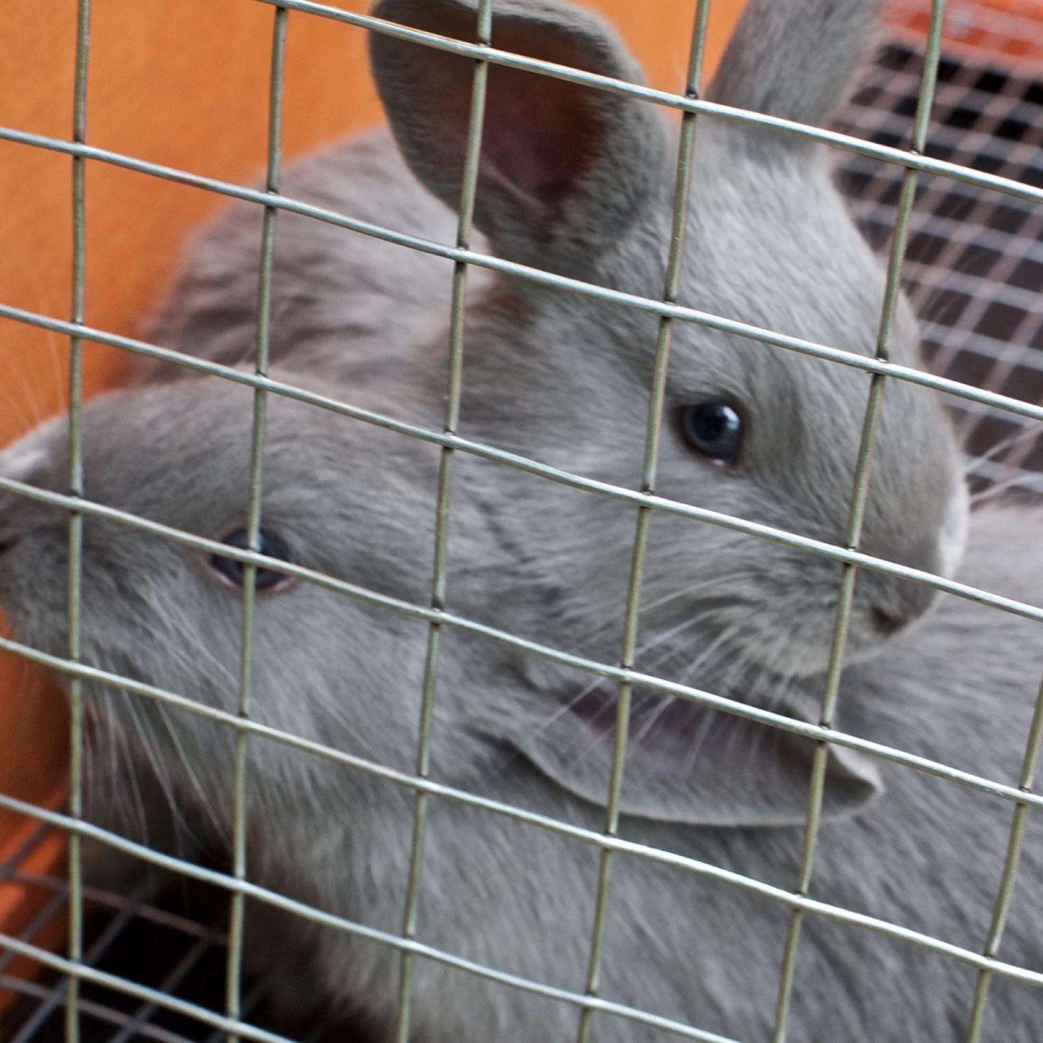 IronRidge 24 In. H X 15 Ft. L Galvanized Steel Welded Wire Fence 1 In. - Image 5